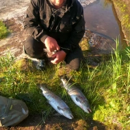 Лосось-кумжа